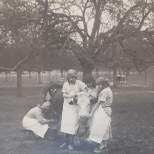 Coëtlogon - Traite en plein champ (2)