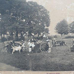 Coëtlogon - Traite en plein champ (1)